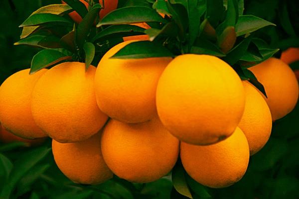 贛南臍橙價格多少錢一斤