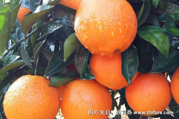 贛南臍橙幾月份成熟