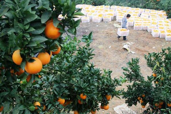 紐荷爾臍橙種植技術