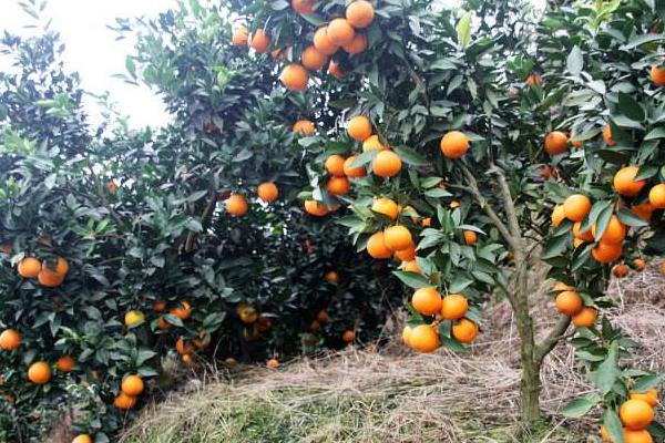 紐荷爾臍橙種植技術