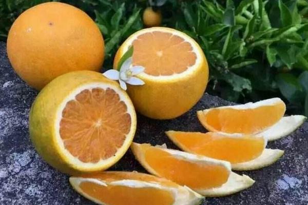 夏橙和臍橙的區別是什么