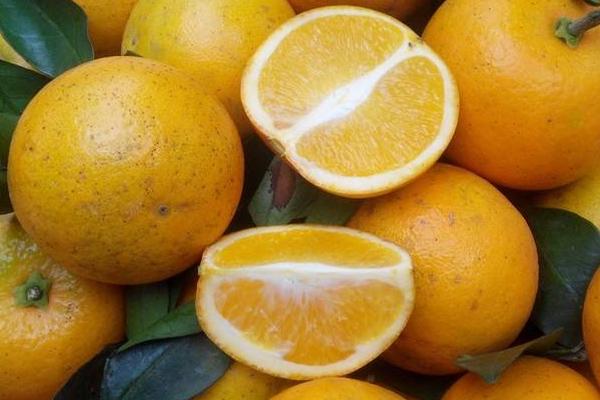 夏橙和臍橙的區別是什么