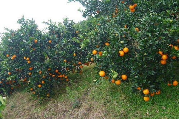 紐荷爾臍橙種植技術