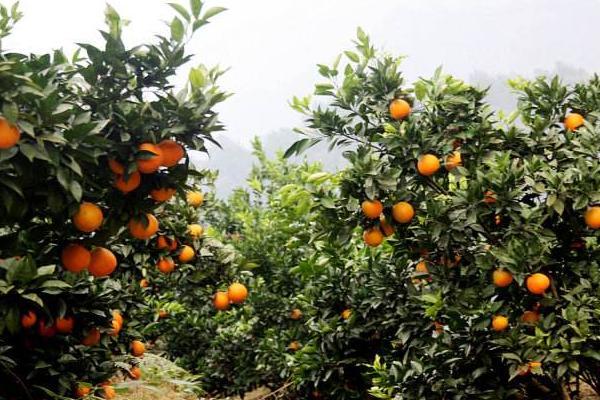紐荷爾臍橙種植技術