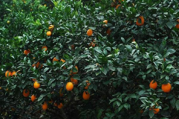 紐荷爾臍橙種植技術