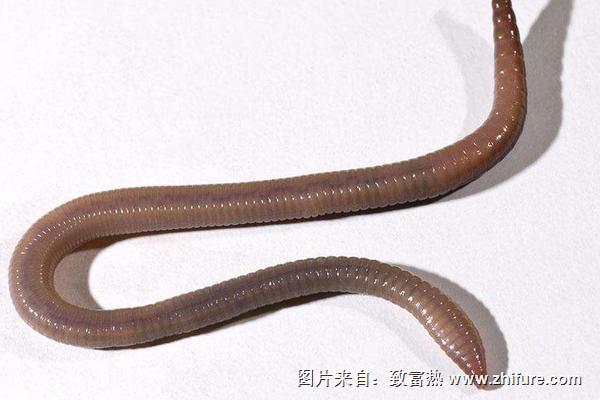 蚯蚓斷了還能活嗎？