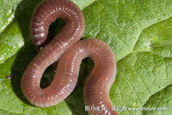 蚯蚓市場價格多少錢一斤？