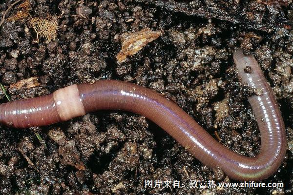 蚯蚓是軟體動物嗎？