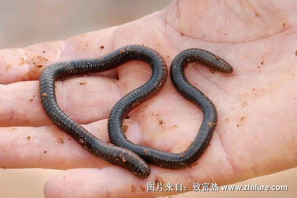 蚯蚓怎么掛鉤？