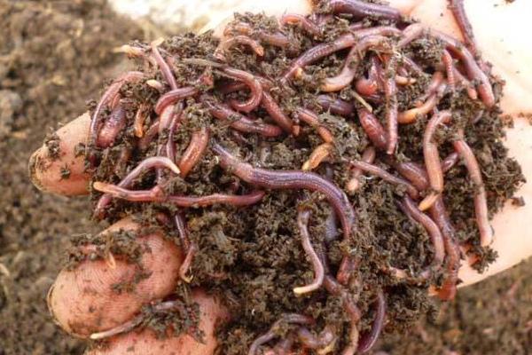 兔糞養(yǎng)蚯蚓怎么養(yǎng)?