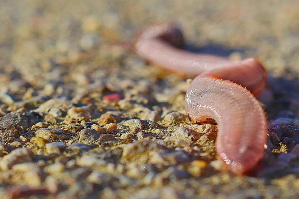 兔糞養(yǎng)蚯蚓怎么養(yǎng)?