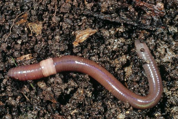 兔糞養(yǎng)蚯蚓怎么養(yǎng)?