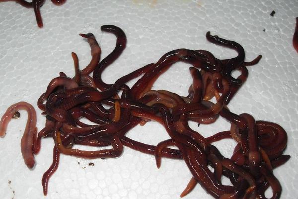 兔糞養(yǎng)蚯蚓怎么養(yǎng)?