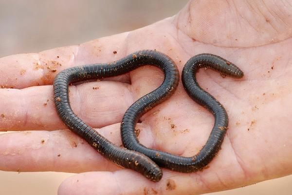 兔糞養(yǎng)蚯蚓怎么養(yǎng)?