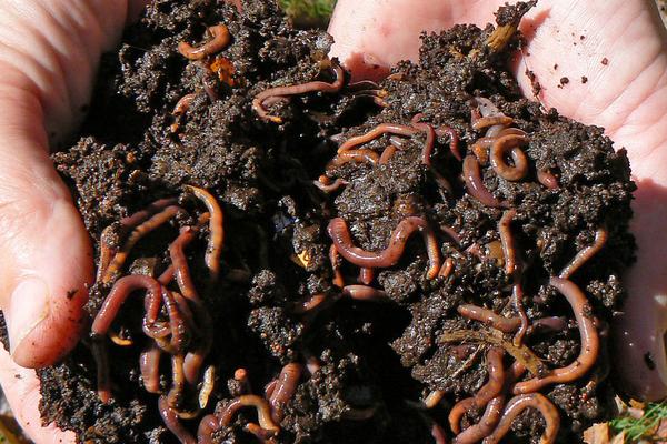 兔糞養(yǎng)蚯蚓怎么養(yǎng)?