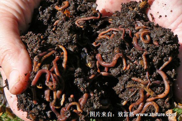 養殖蚯蚓市場前景如何？