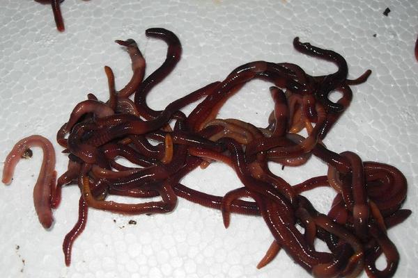 養殖蚯蚓市場前景如何？