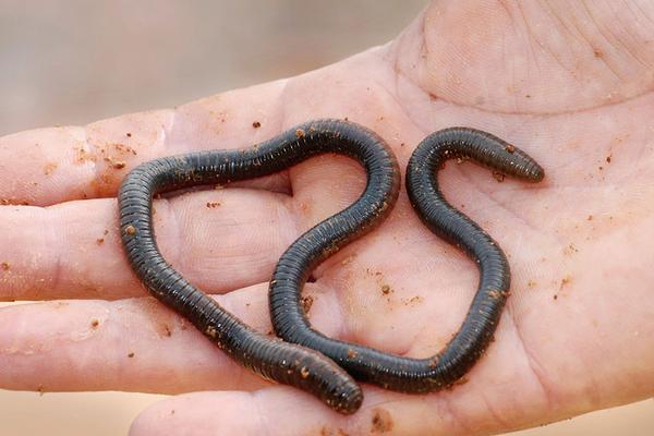 養殖蚯蚓市場前景如何？