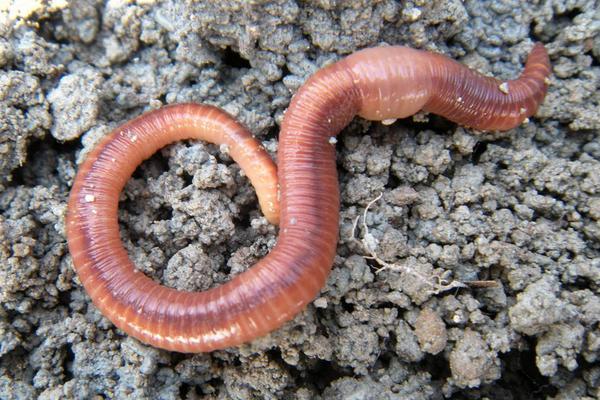 養殖蚯蚓市場前景如何？