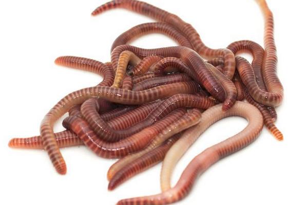 養殖蚯蚓市場前景如何？