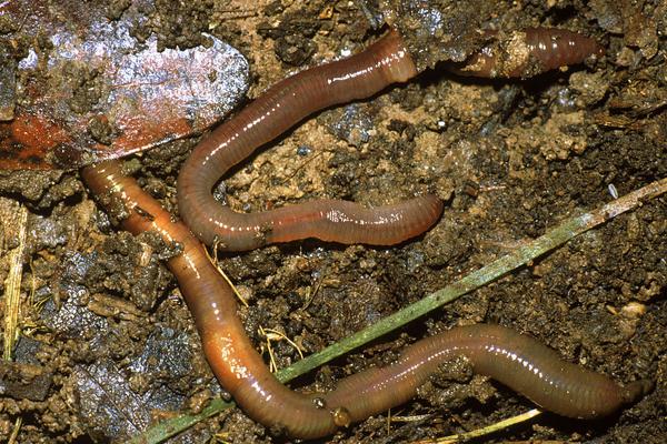 養殖蚯蚓市場前景如何？