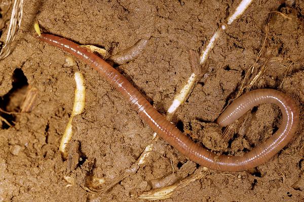 養殖蚯蚓市場前景如何？