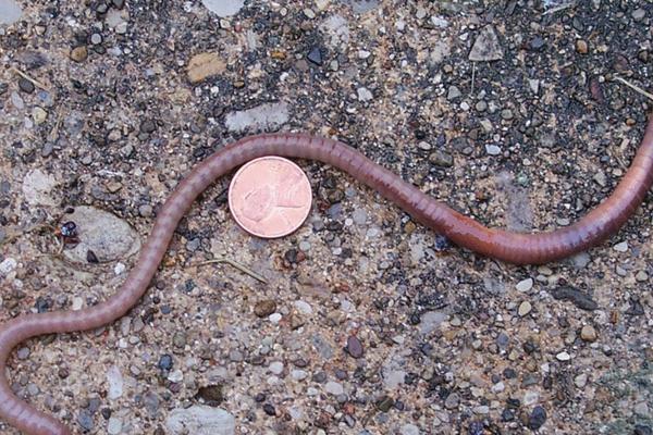 養殖蚯蚓市場前景如何？