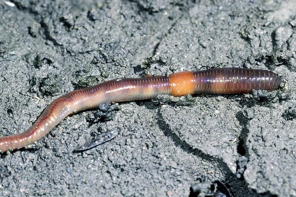 養殖蚯蚓市場前景如何？