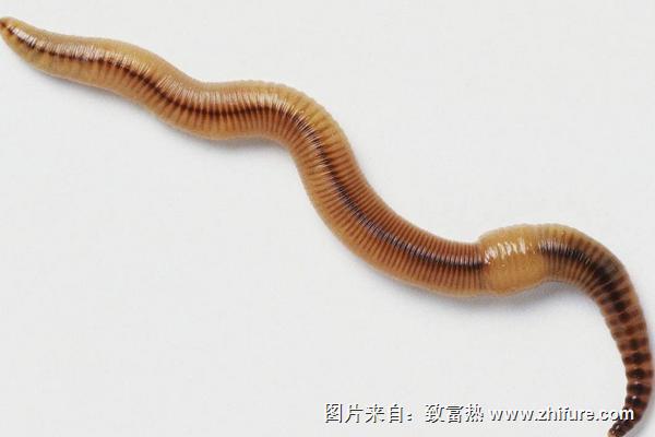 花盆里有蚯蚓好嗎？