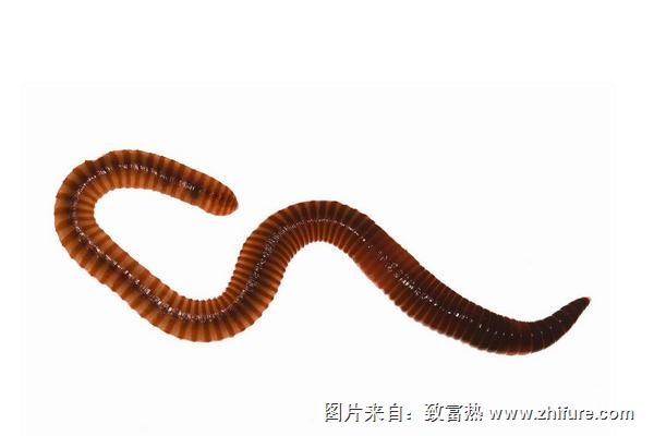 蚯蚓的功效與作用及禁忌