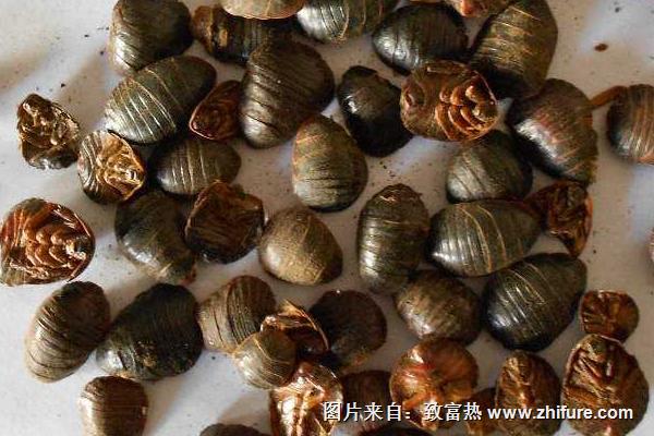 土元有哪些功效作用?