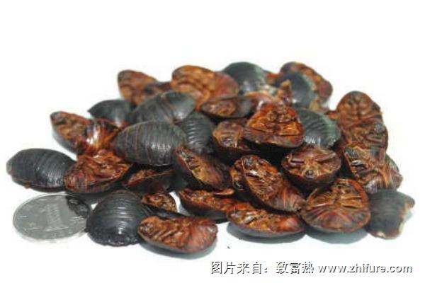 土鱉蟲市場價(jià)格多少錢一斤?