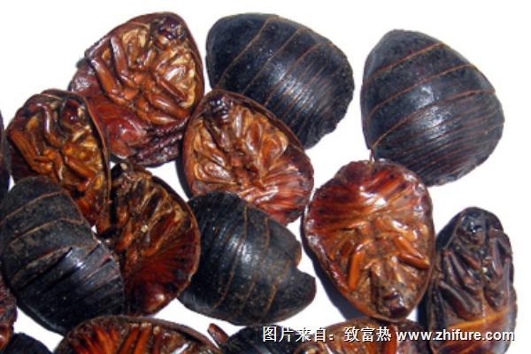 土元的藥用價(jià)值