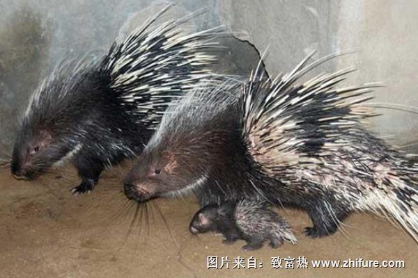 豪豬養(yǎng)殖技術(shù)