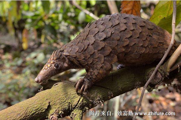 穿山甲可以人工養(yǎng)殖嗎?