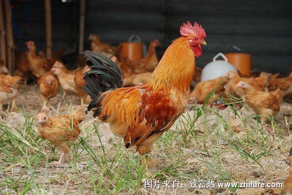 土雞圖片大全