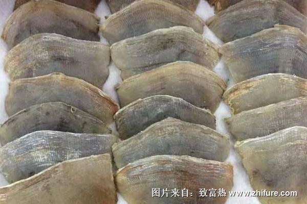 穿山甲鱗片治療痛風嗎?