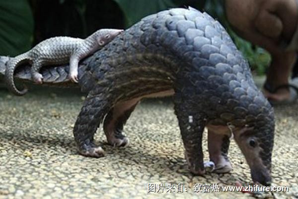 穿山甲用什么捕食?