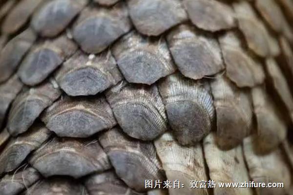 穿山甲怎么吃下奶?