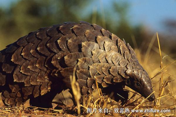 穿山甲治療輸卵管有作用嗎?