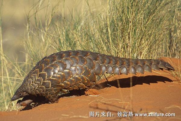 穿山甲是幾級保護動物?