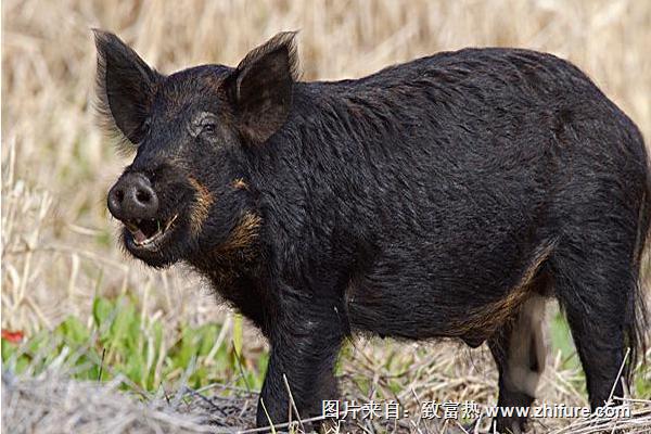 野豬圖片大全