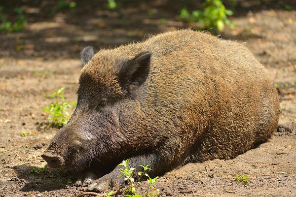野豬圖片大全