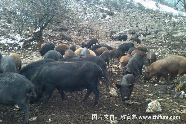 野豬養(yǎng)殖成本及利潤分析