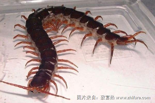 被蜈蚣咬了怎么辦？快速處理方法