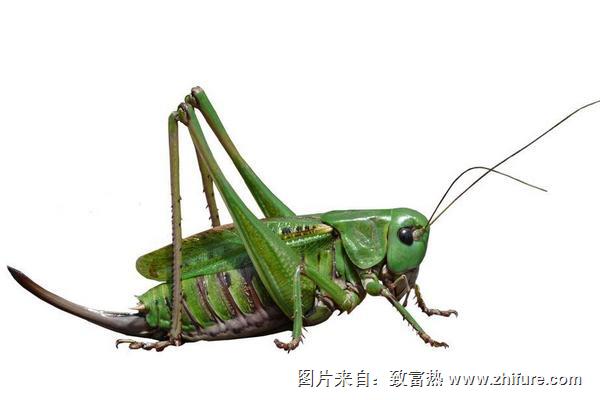 蝗蟲吃什么？