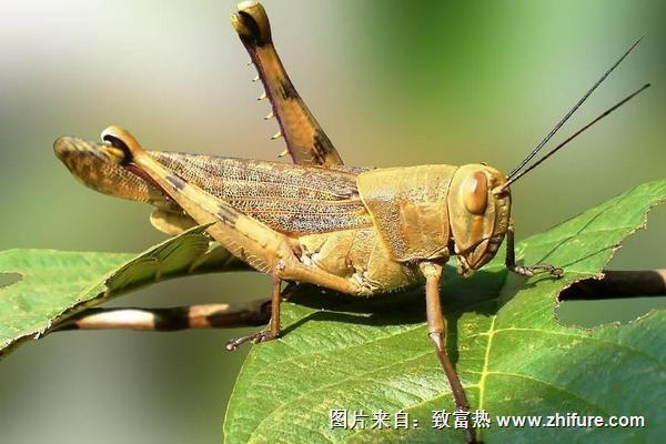 蝗蟲是昆蟲嗎？