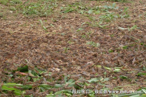 怎么養蝗蟲？