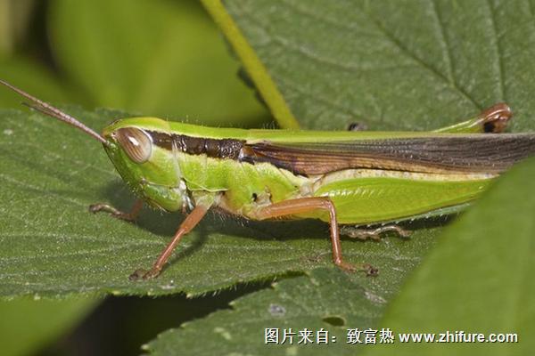 蝗蟲可以吃嗎？