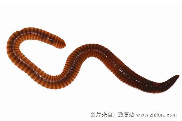 蚯蚓能壯陽嗎?